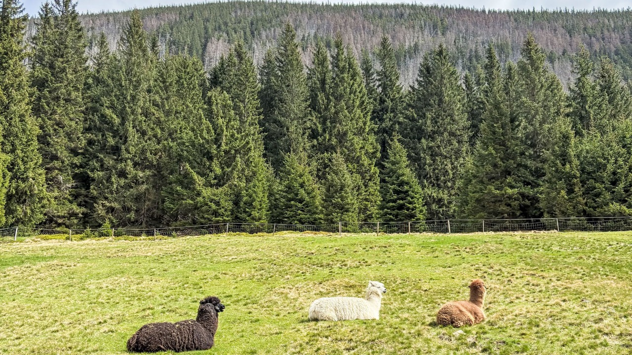 Photo of Others in Pec pod Snezkou