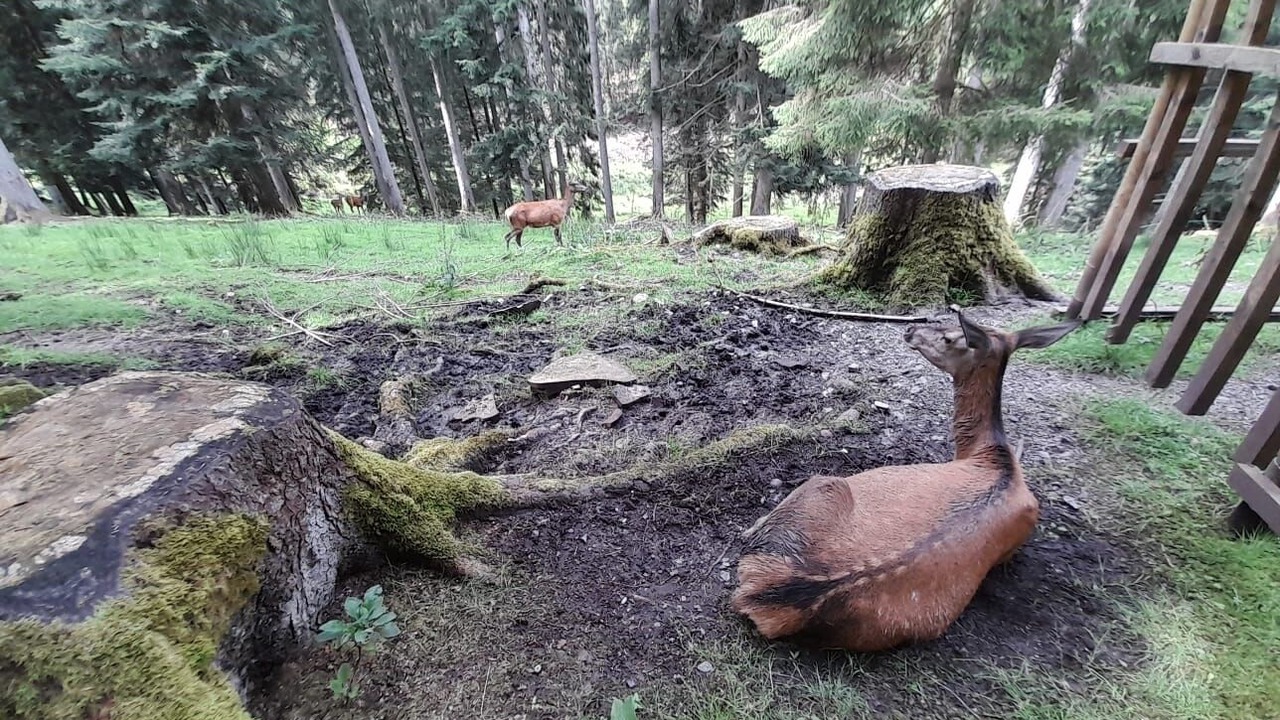 Photo of Outdoor in Baiersbronn