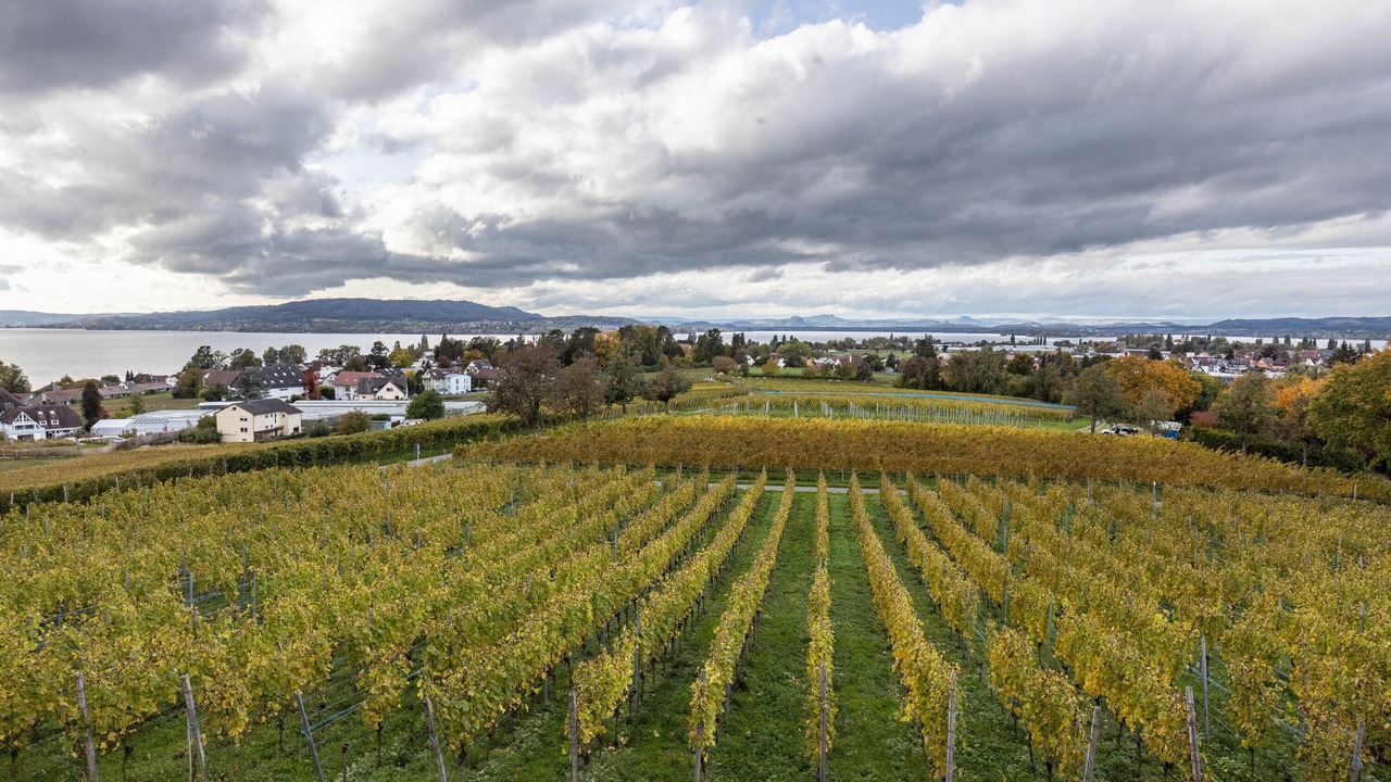 Photo of Others in Reichenau