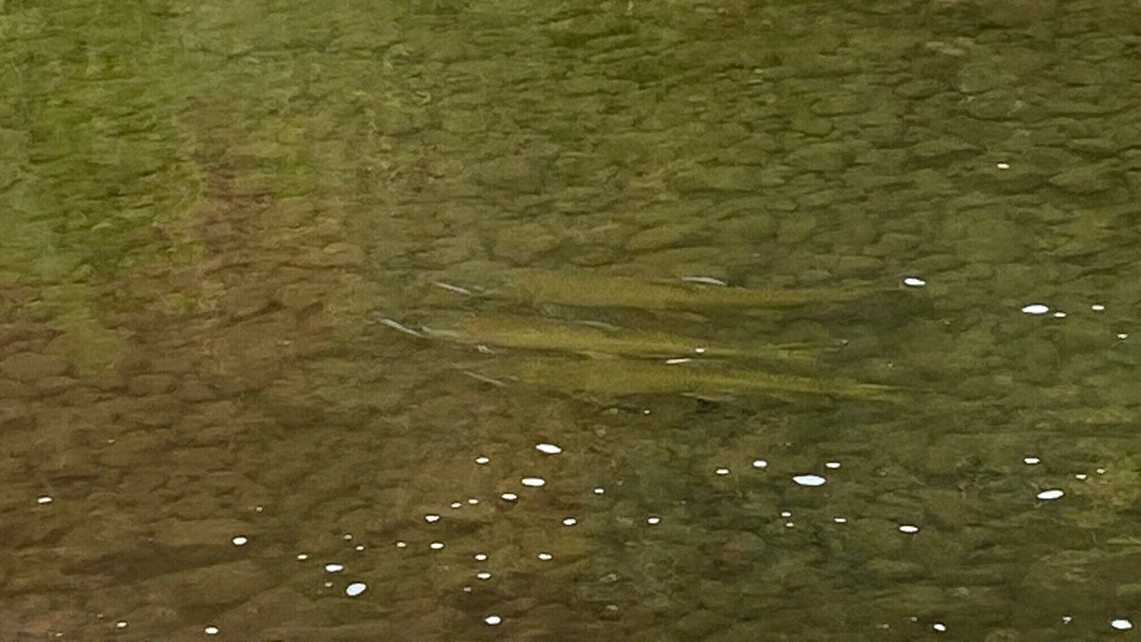 Photo of Others in Kooskia