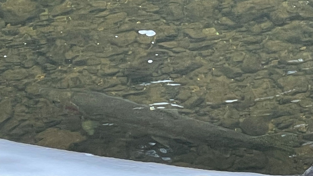 Photo of Others in Kooskia