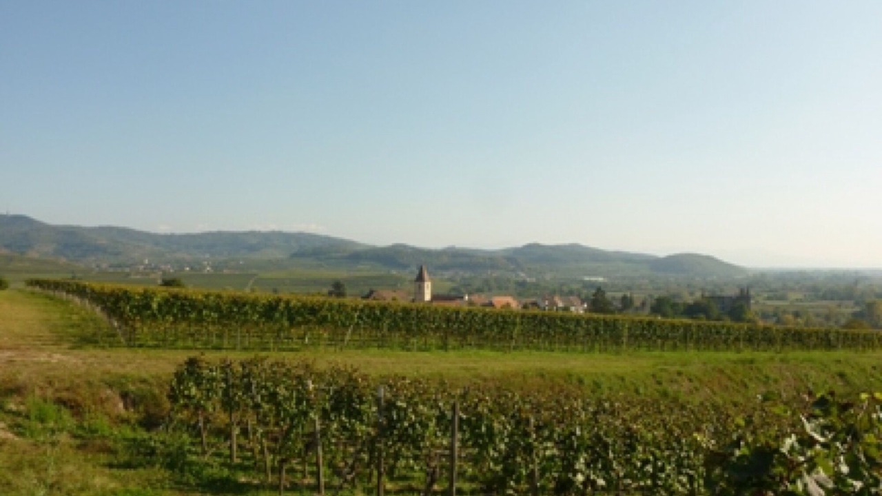 Photo of Others in Ihringen