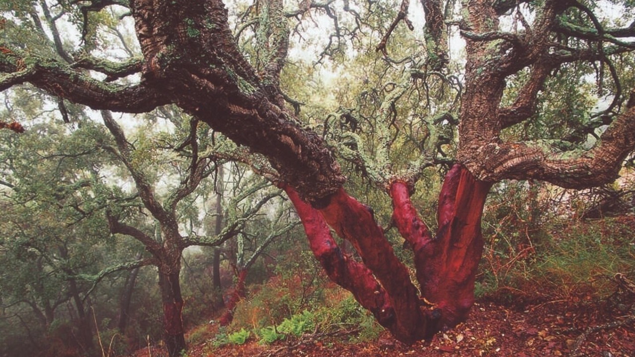 Photo of Outdoor in Altura