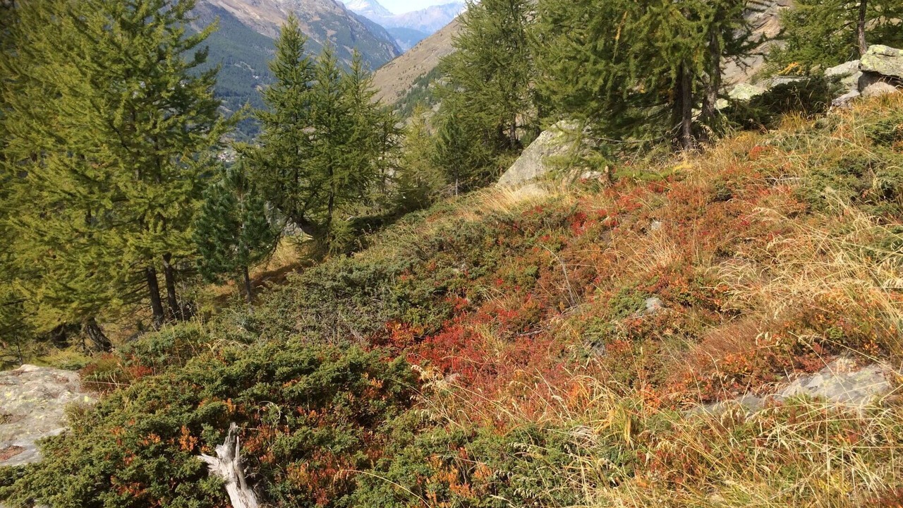 Photo of Outdoor in Saas Almagell