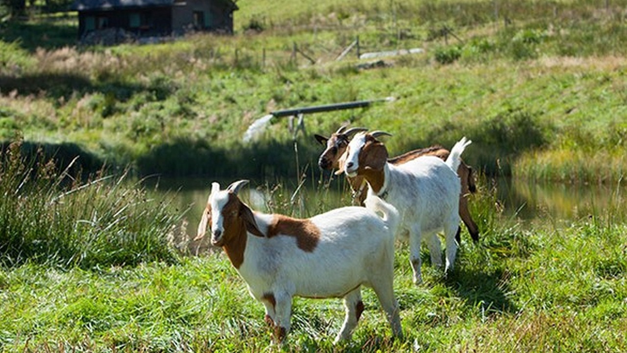 Photo of Others in Hinterzarten