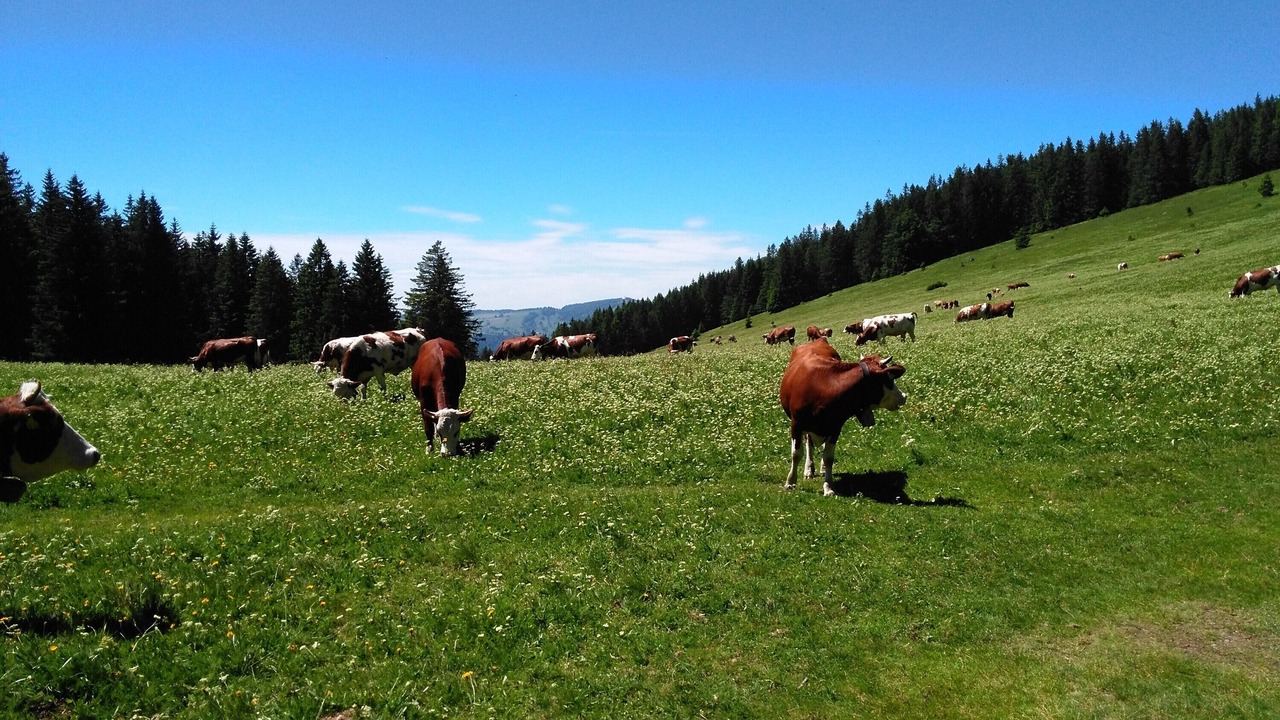 Photo of Others in Hinterzarten