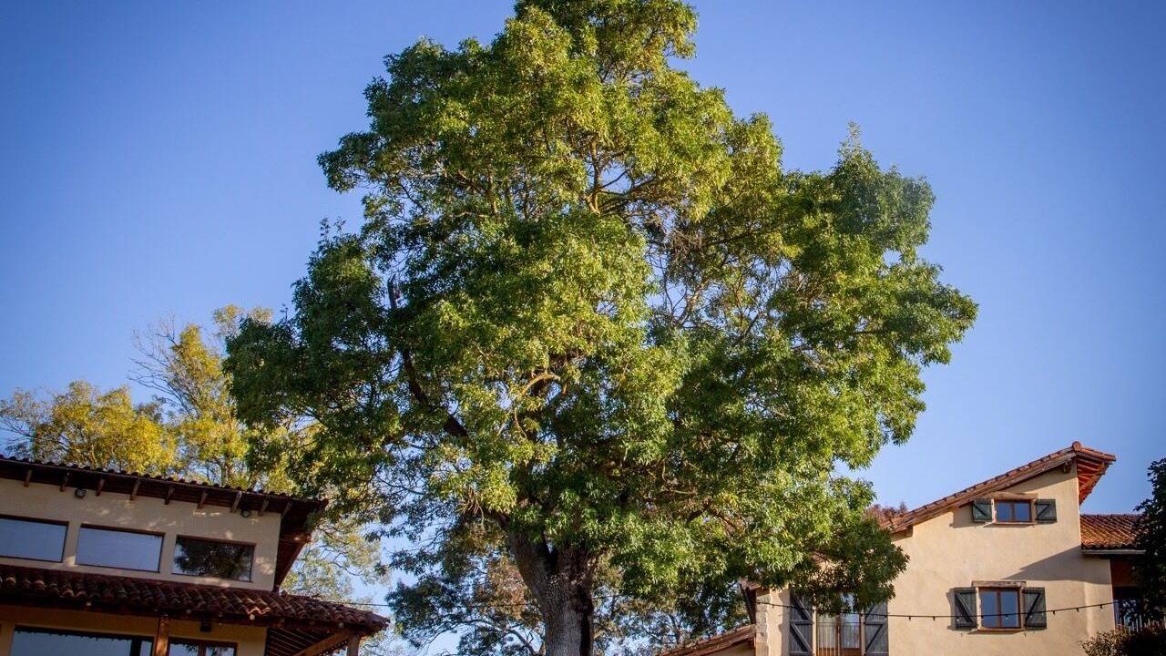 Photo of Outdoor in Castex