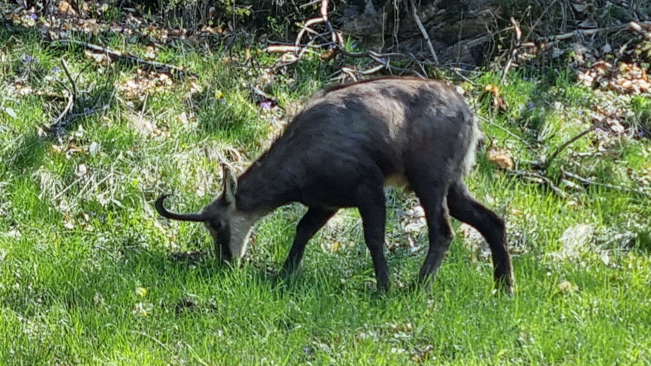 Photo of Outdoor in Les Plans-sur-Bex