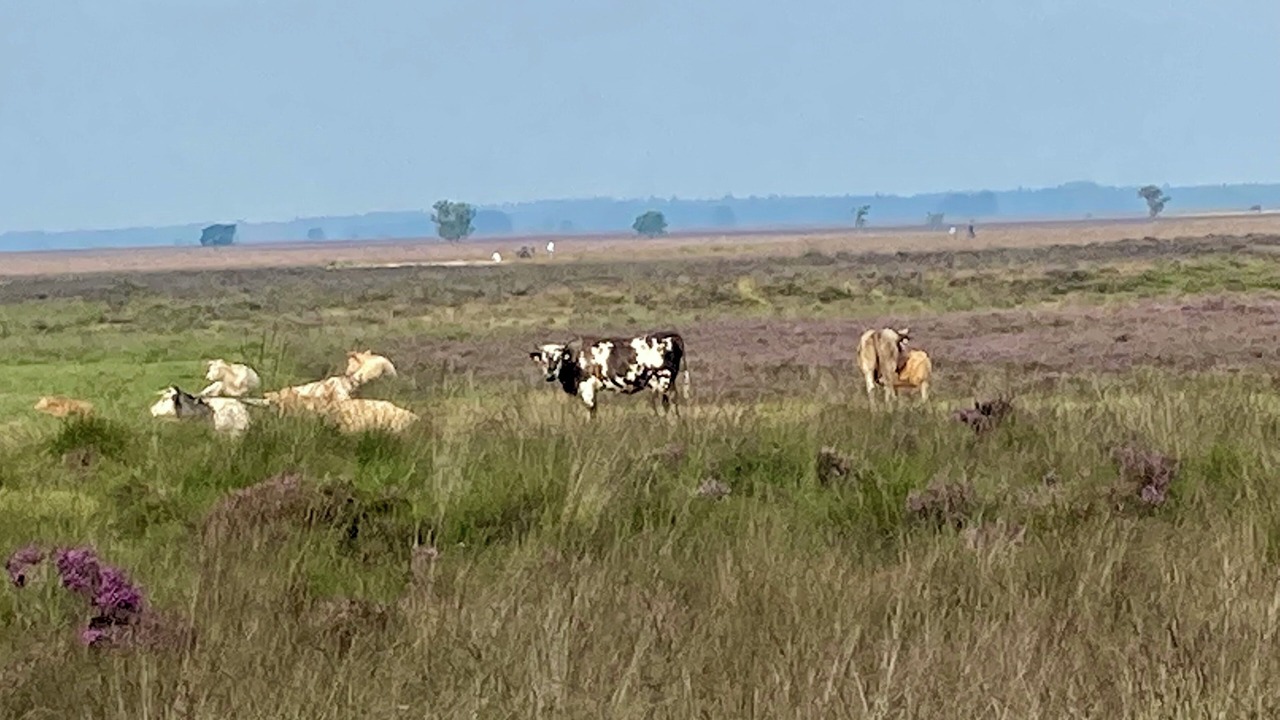 Photo of Others in Dwingeloo