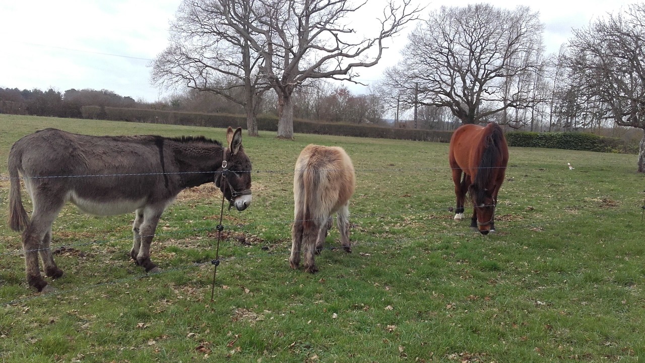 Photo of Others in Thenay