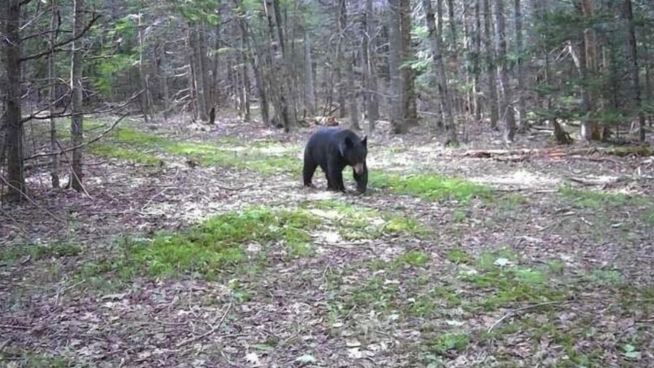 Photo of Others in Lamoine