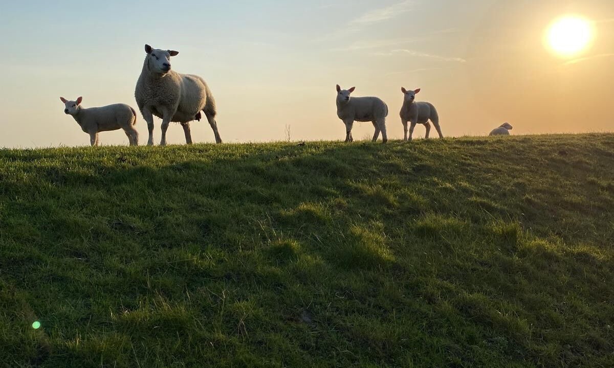 Photo of Others in Lauwersoog