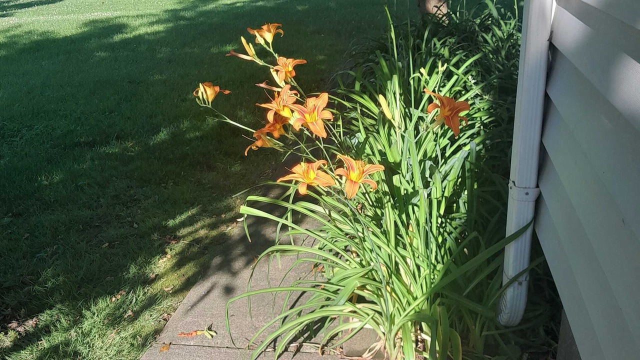 Photo of Outdoor in Davison
