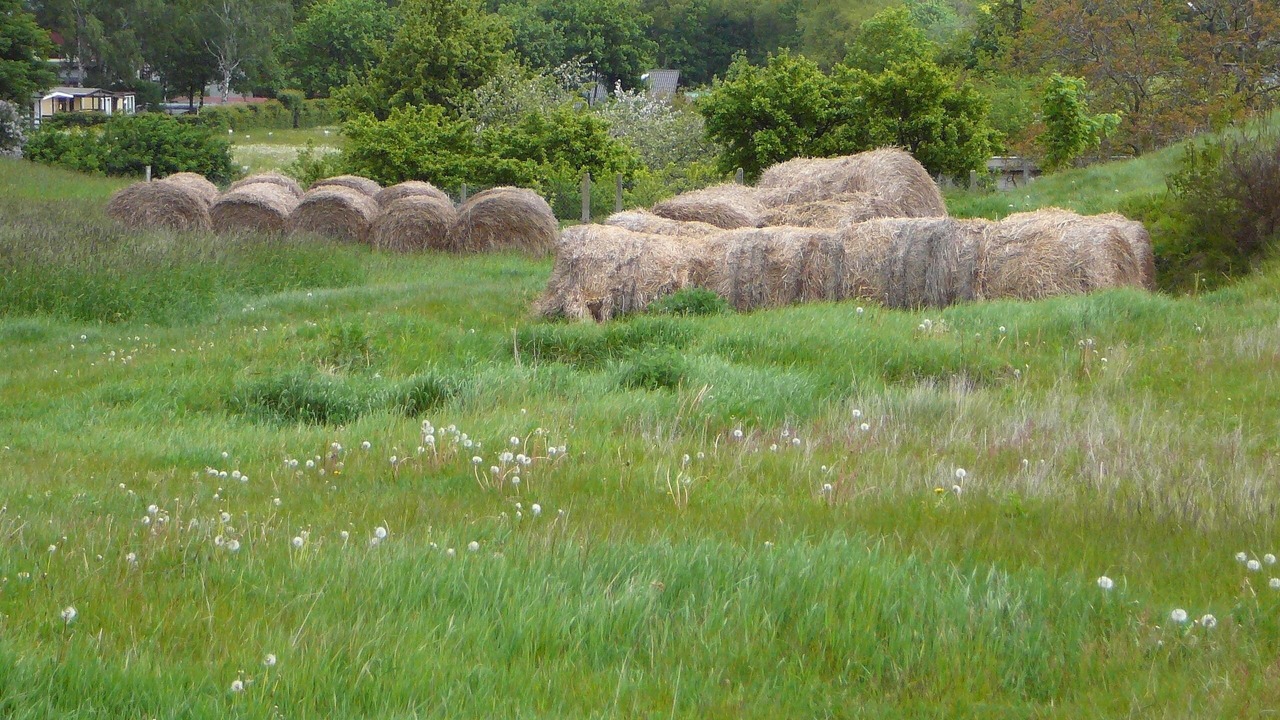 Photo of Outdoor in Chlapowo