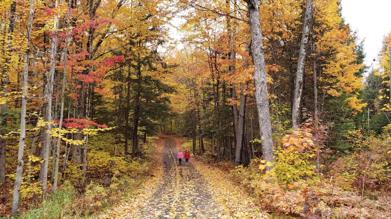 Photo of Outdoor in Algonquin Highlands