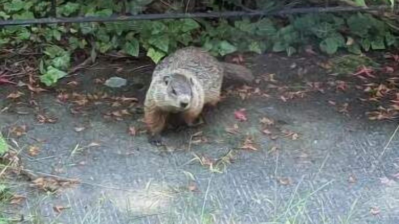 Photo of Others in Halifax County
