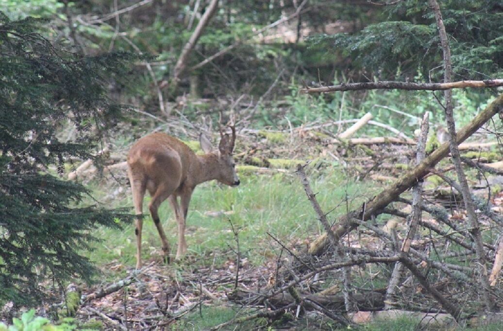 Photo of Others in Girmont-Val-d'Ajol