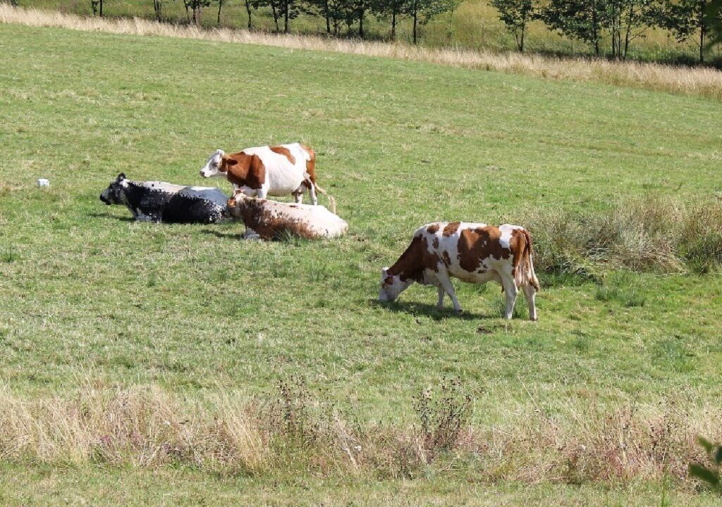 Photo of Others in Girmont-Val-d'Ajol