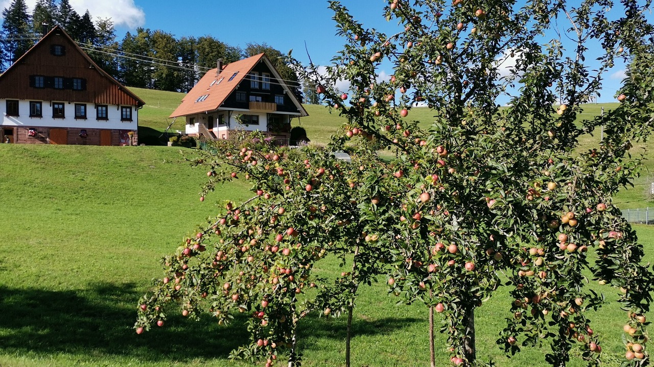 Photo of Outdoor in Wolfach - Saint Roman