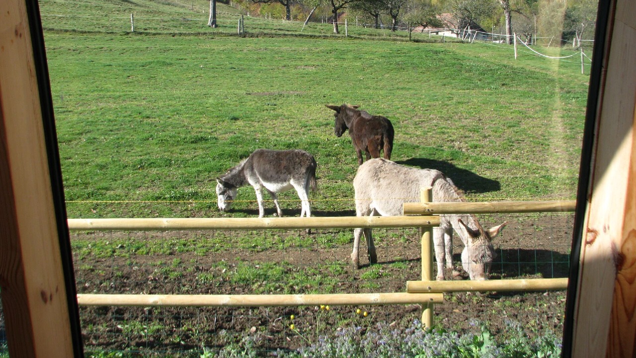 Photo of Others in Mitzach