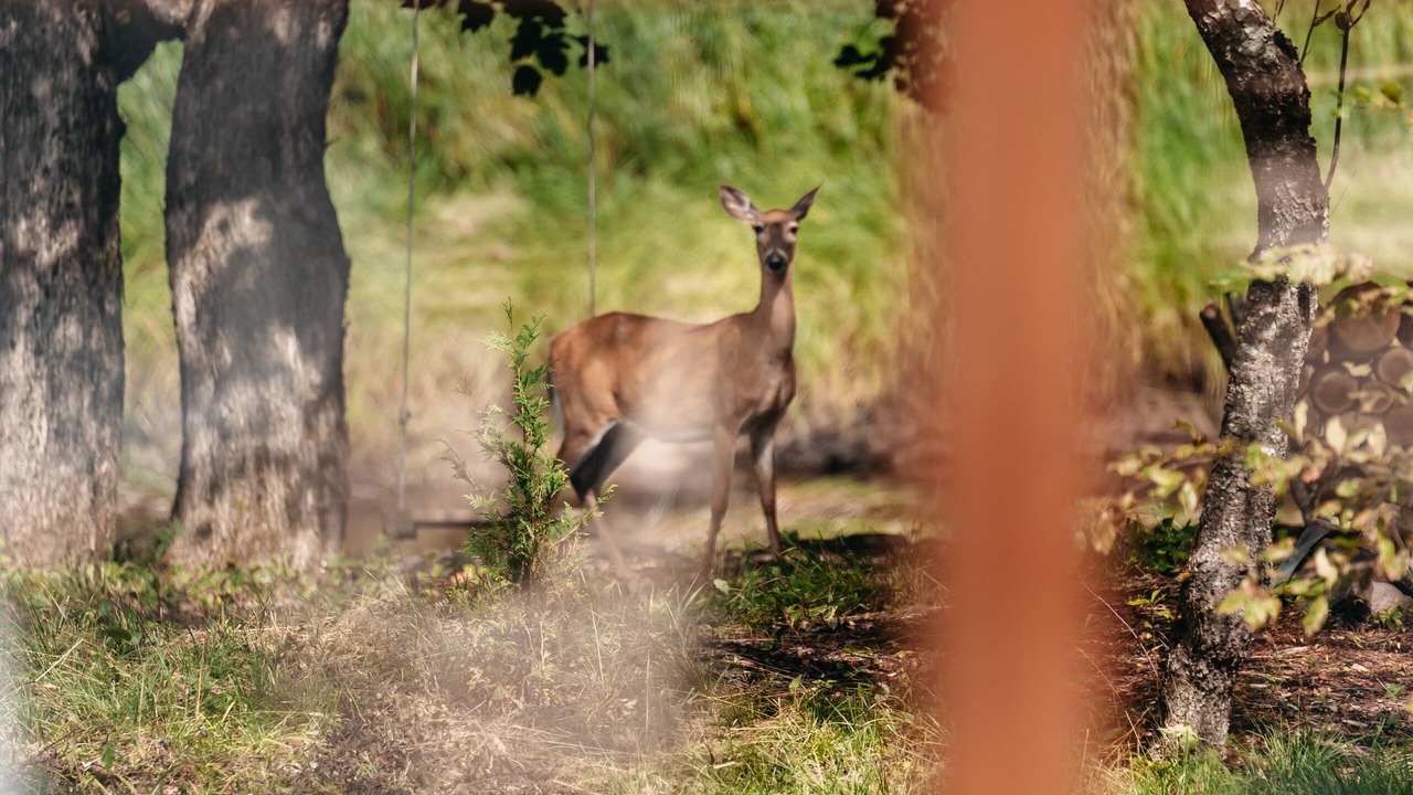 Photo of Outdoor in Elderbank