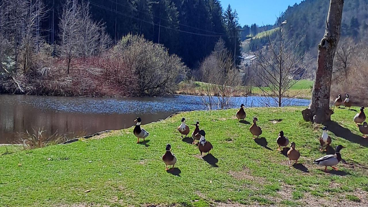 Photo of Others in Tennenbronn