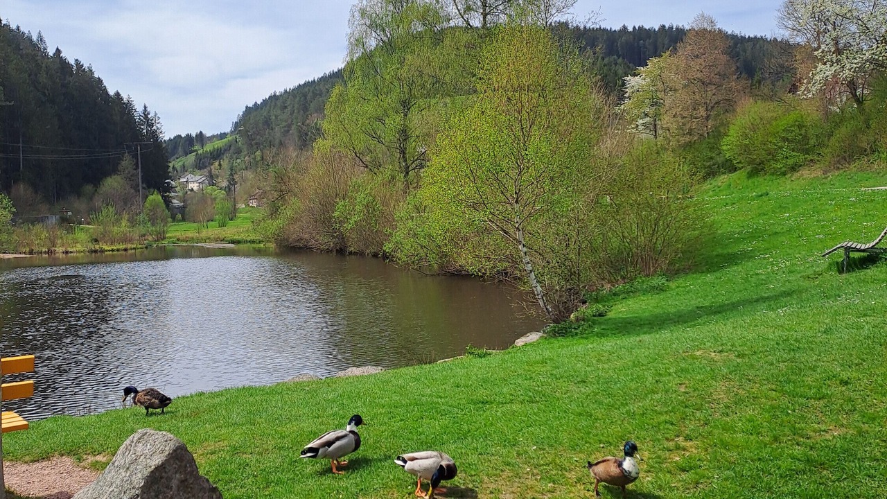 Photo of Others in Tennenbronn