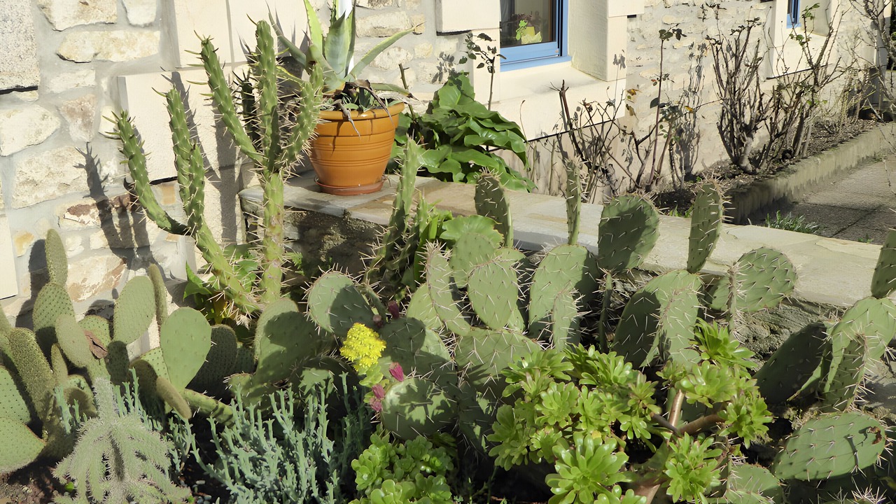 Photo of Outdoor in Roscoff