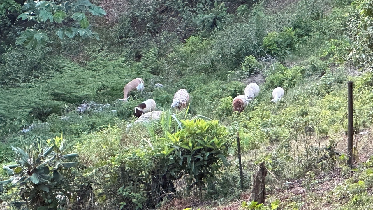 Photo of Others in Caguana