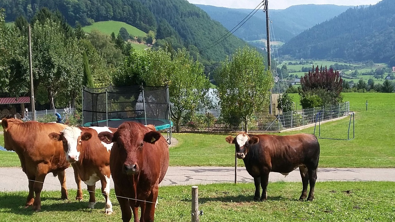 Photo of Others in Hausach