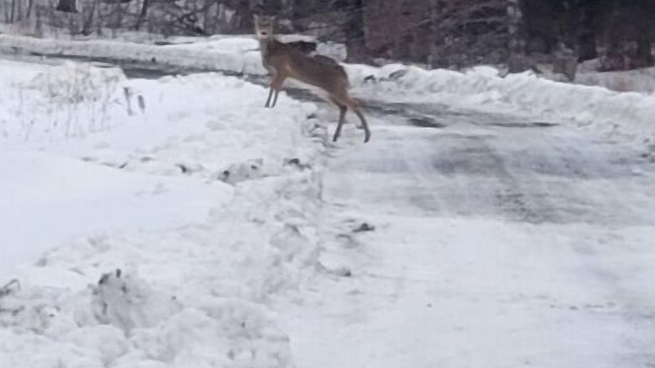Photo of Others in Amherst