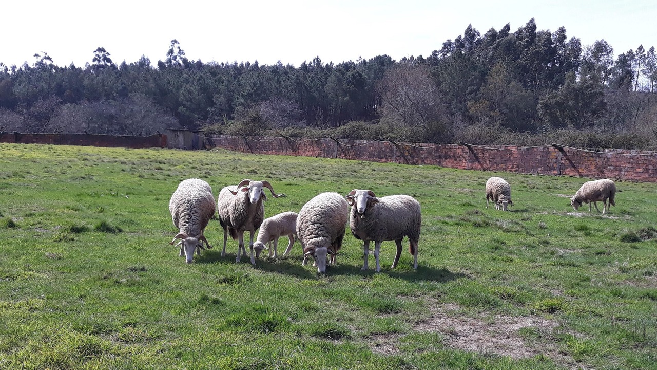 Photo of Others in Meada