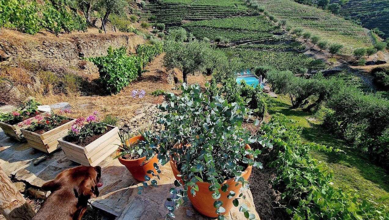 Photo of Outdoor in Valenca do Douro
