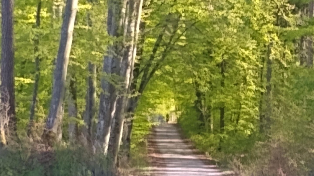Photo of Others in Gietrzwald