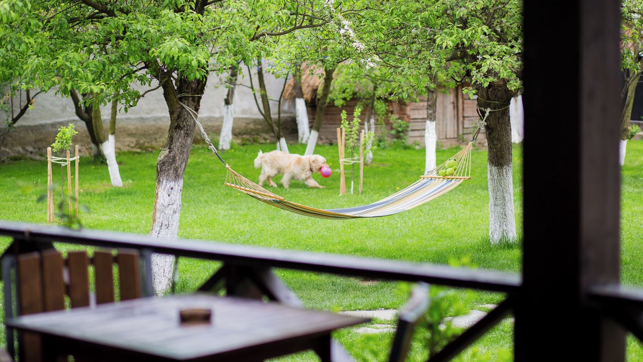 Photo of Outdoor in Cartisoara
