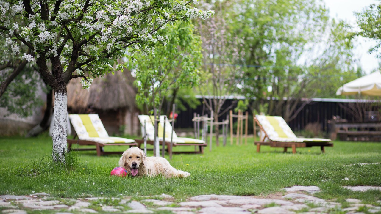 Photo of Outdoor in Cartisoara