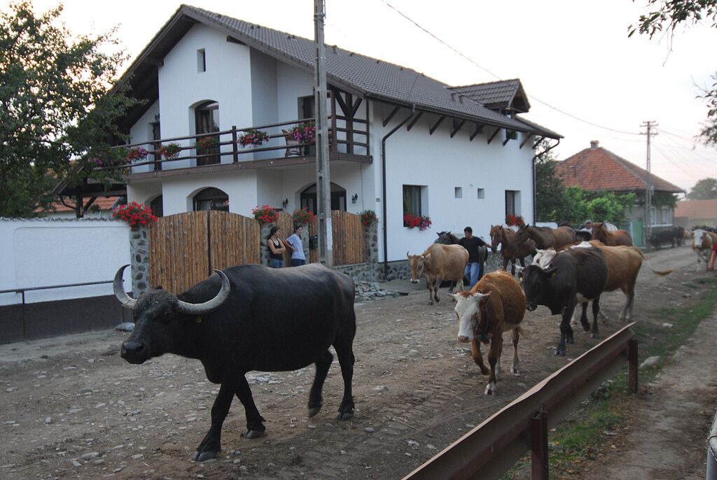 Photo of Others in Cartisoara