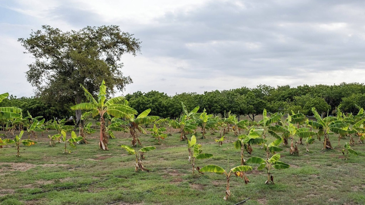Photo of Others in Llanos Costa