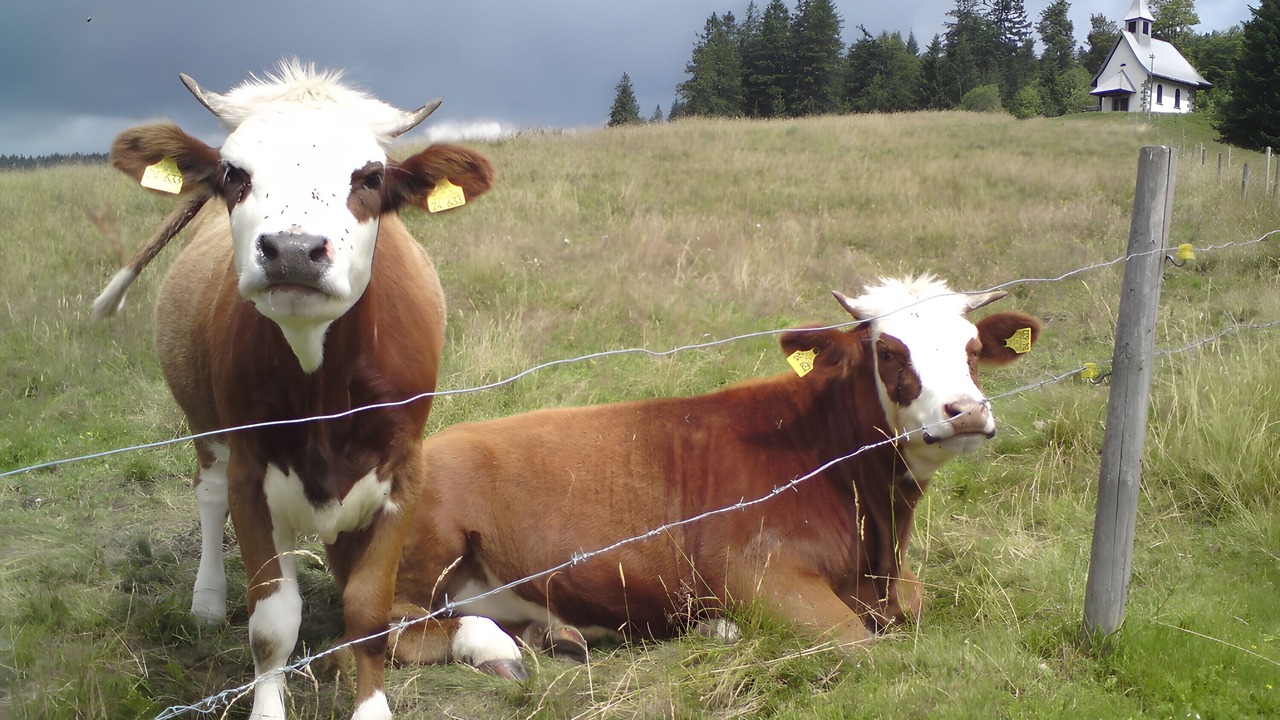 Photo of Others in Todtnauberg