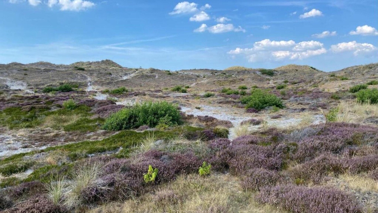 Photo of Others in t Zand