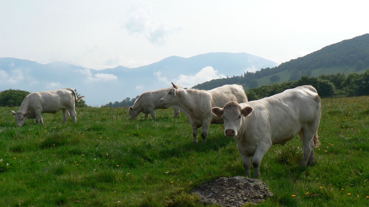Photo of Others in Bourbach-le-Haut