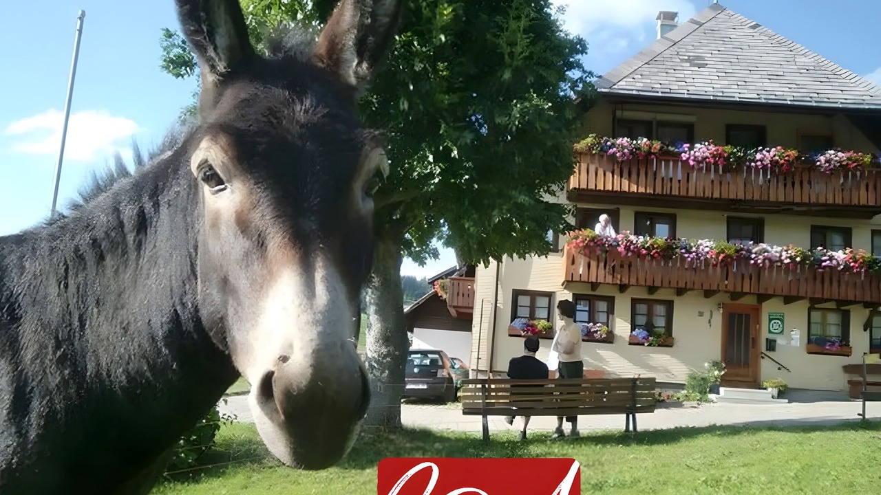 Photo of Outdoor in Todtnauberg