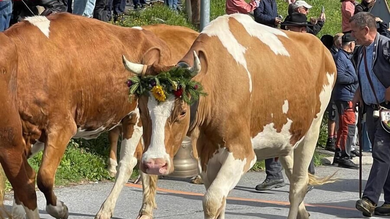 Photo of Others in Les Posses-sur-Bex