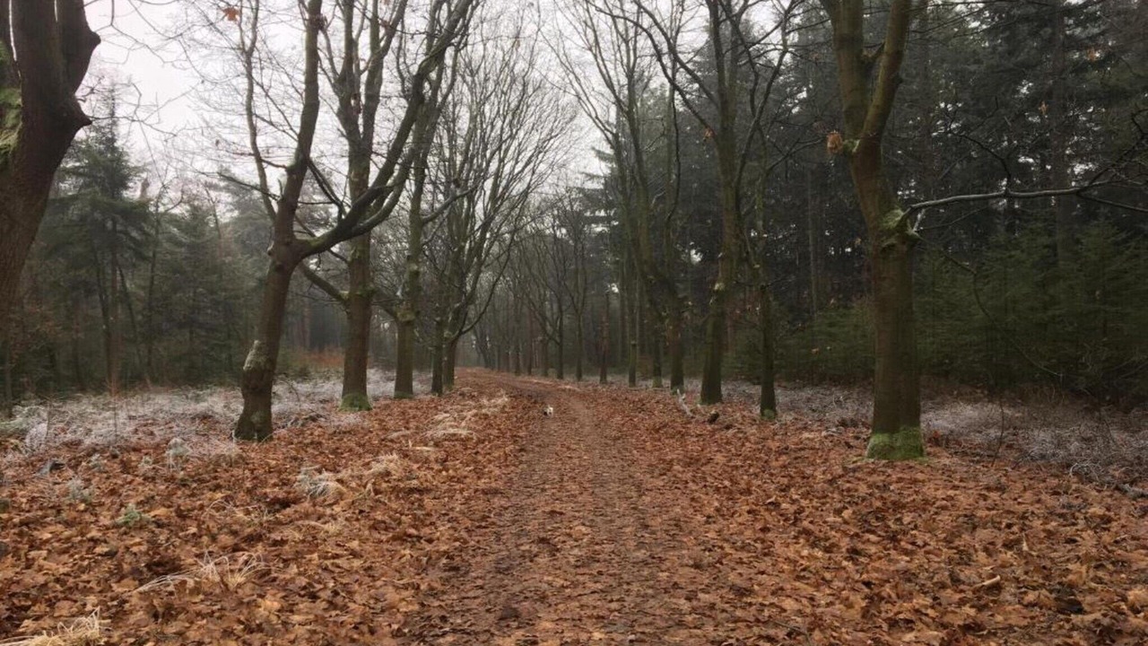 Photo of Others in Leende