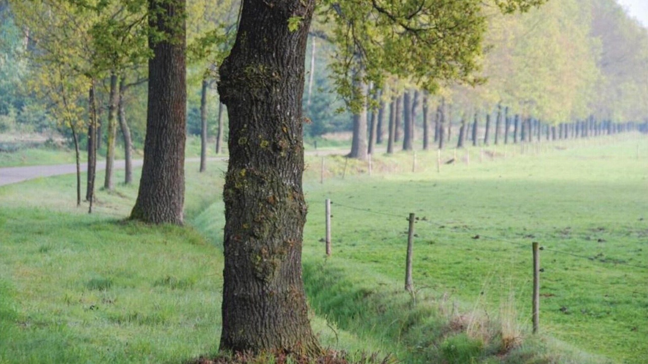 Photo of Others in Leende