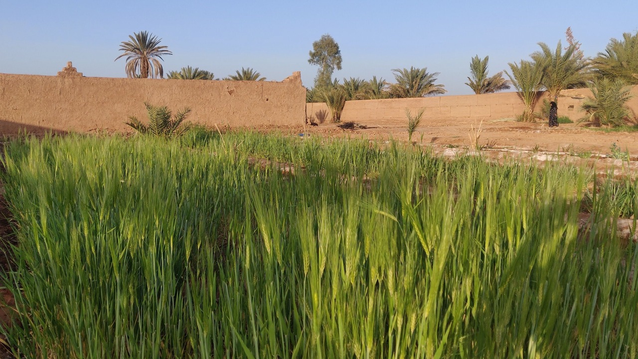 Photo of Outdoor in Tamegroute