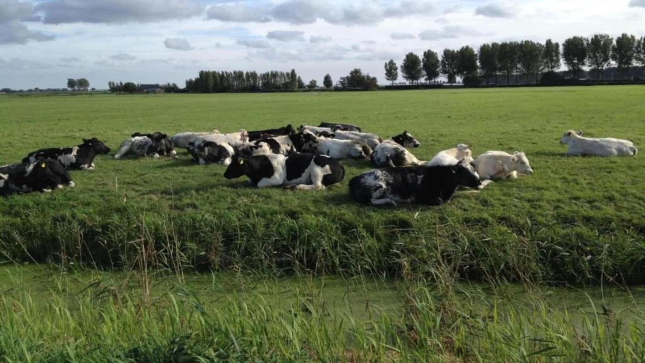 Photo of Others in Municipality of Nissewaard
