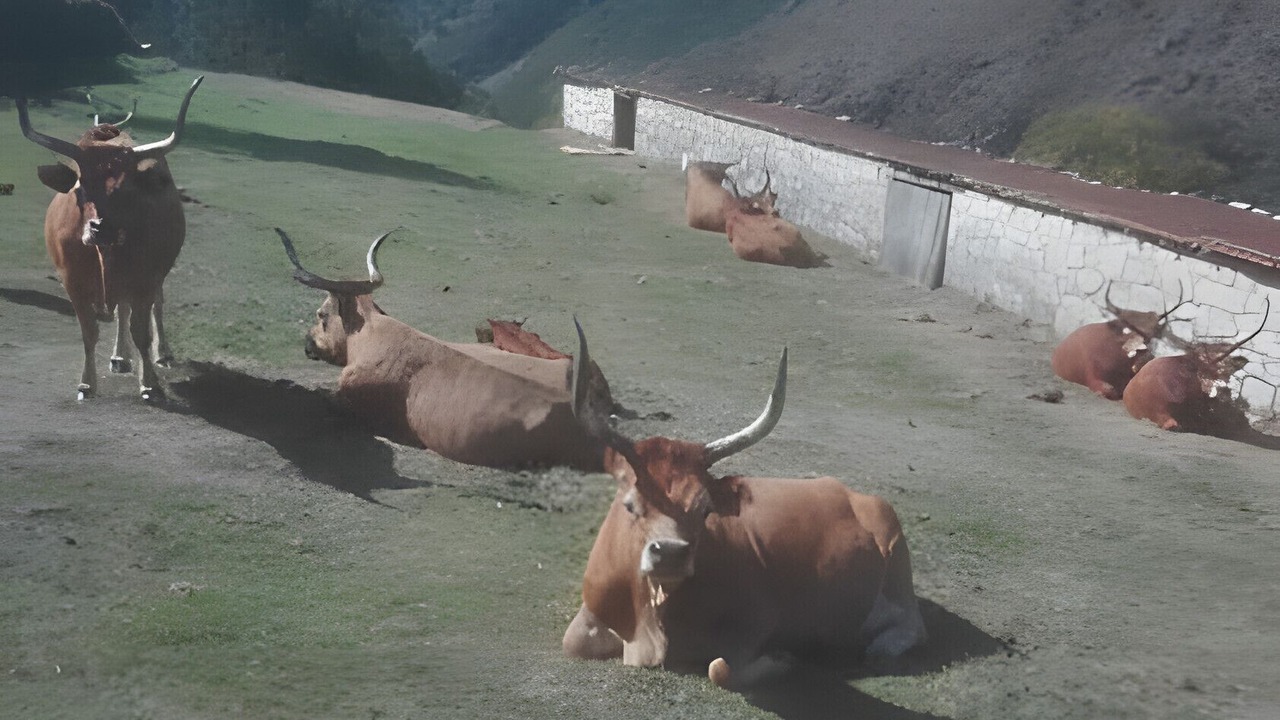 Photo of Others in Carvalheira