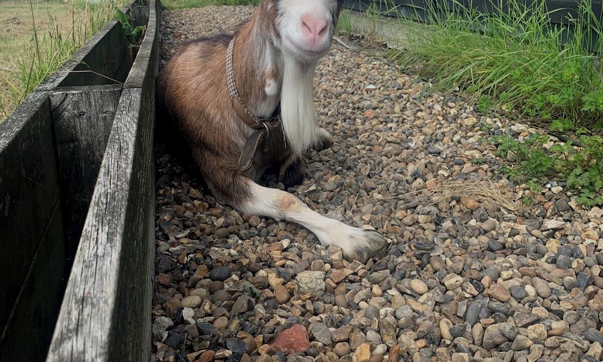 Photo of Others in Ashford