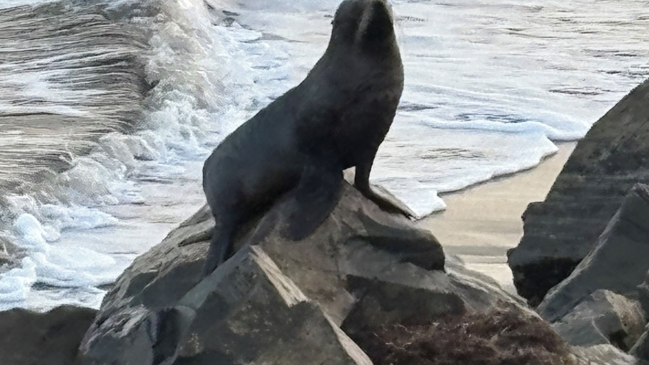 Photo of Others in Raumati South